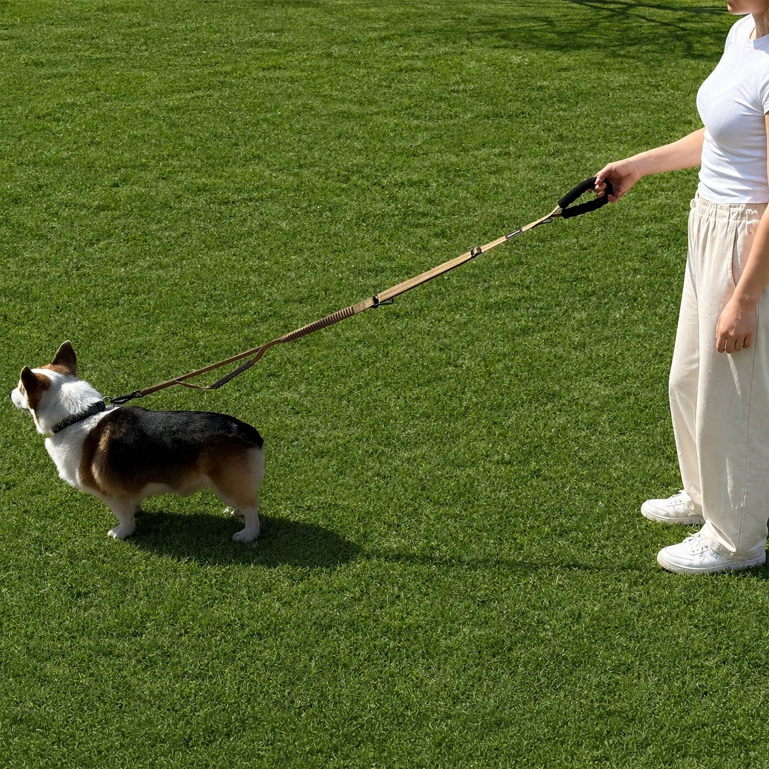 Dog Leashes