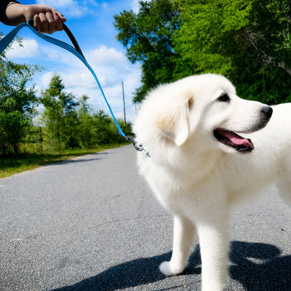 JoyPetto 6 ft Reflective Dog Leash with Dual Padded Handles