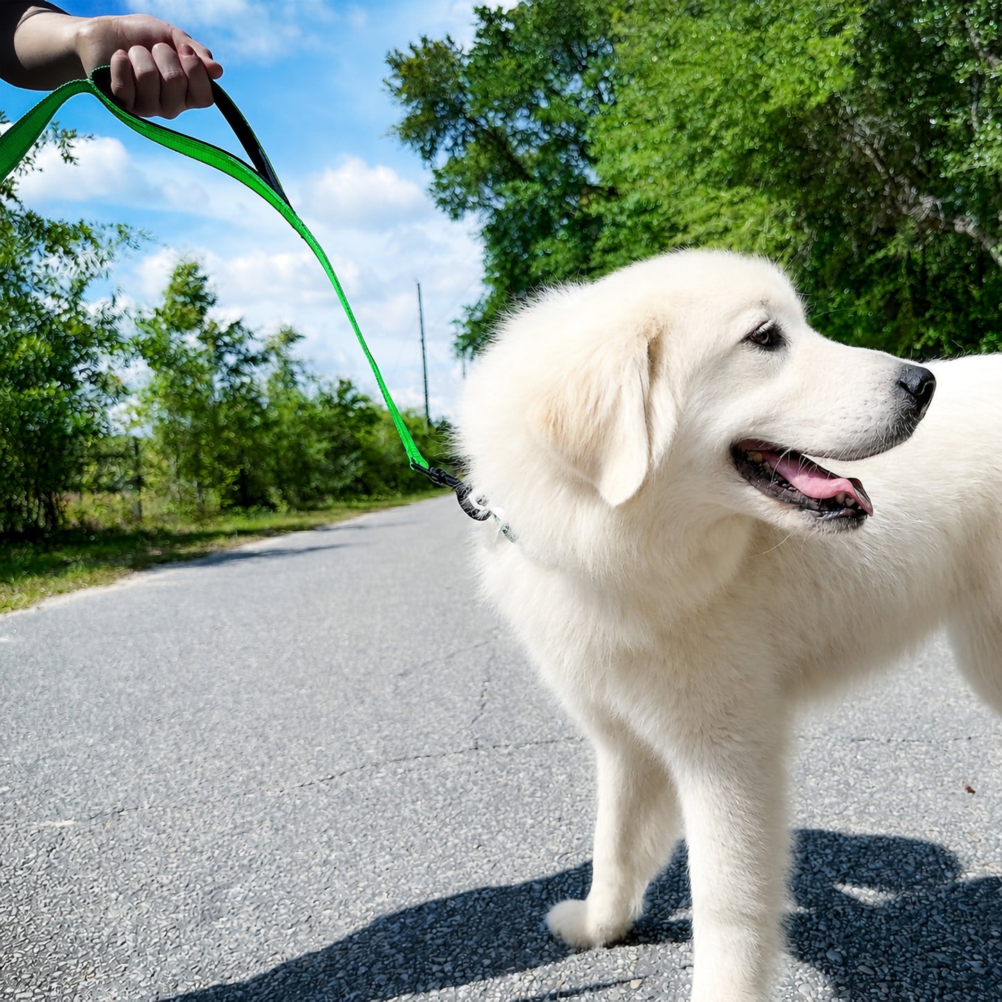 JoyPetto 6 ft Reflective Dog Leash with Dual Padded Handles