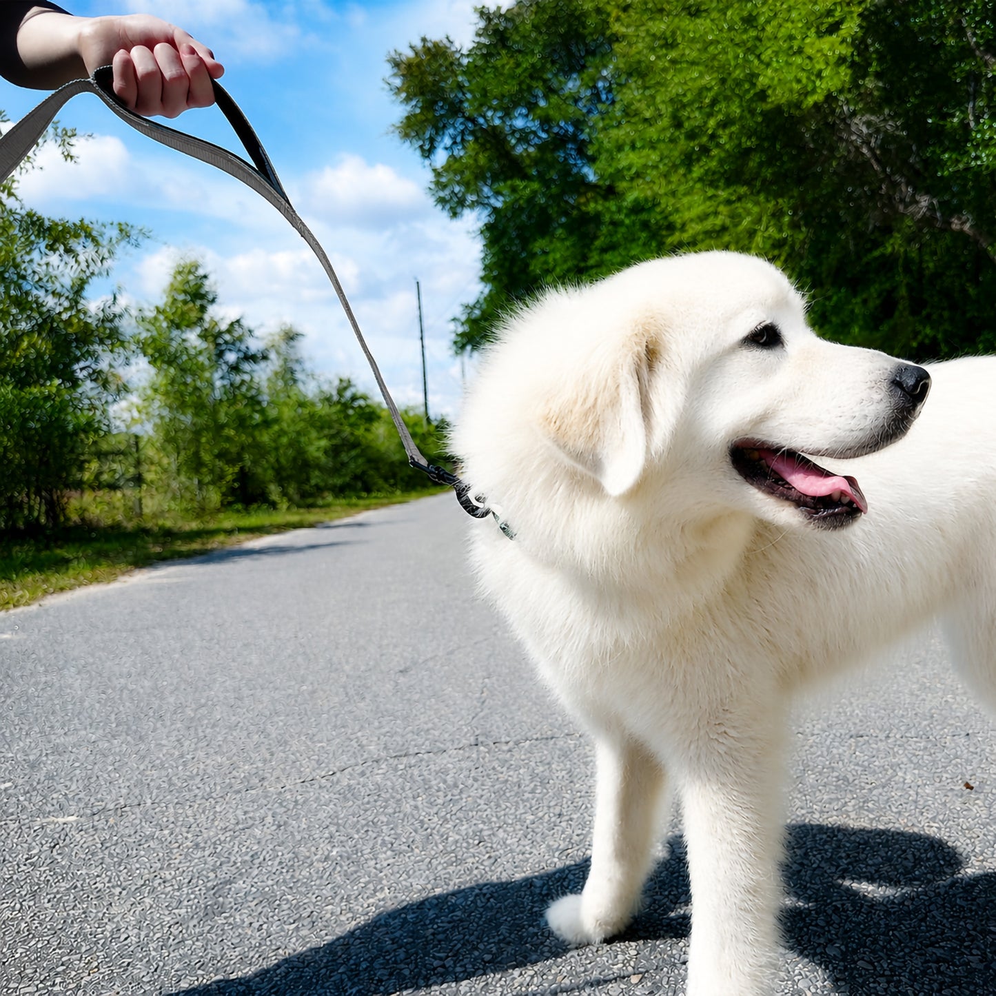JoyPetto 6 ft Reflective Dog Leash with Dual Padded Handles