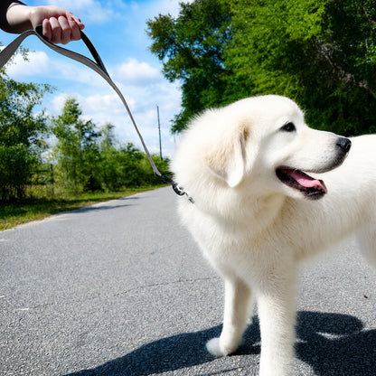 JoyPetto 6 ft Reflective Dog Leash with Dual Padded Handles