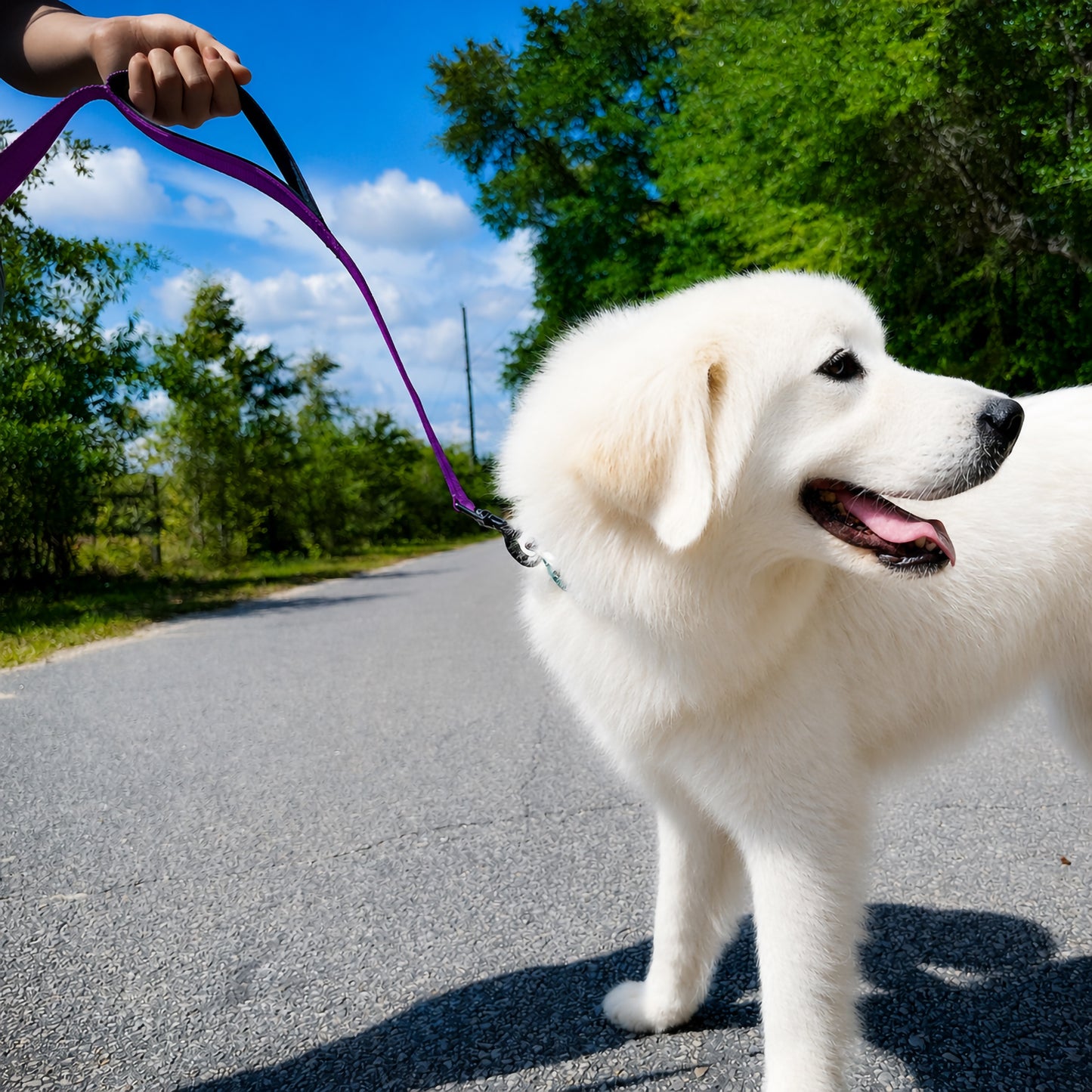 JoyPetto 6 ft Reflective Dog Leash with Dual Padded Handles