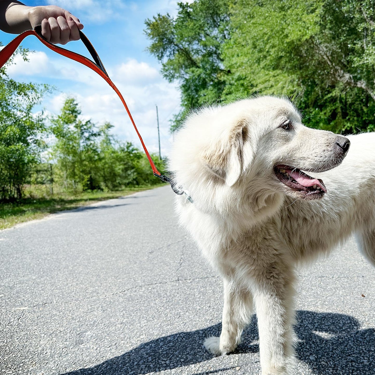 JoyPetto Reflective Dog Collar & 6 ft Dual-Handle Leash Set